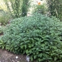 jardin_01.jpg